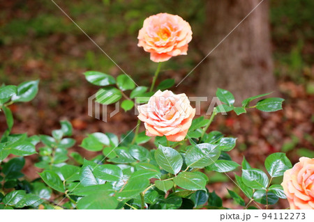 バラの花　アシュラム 94112273