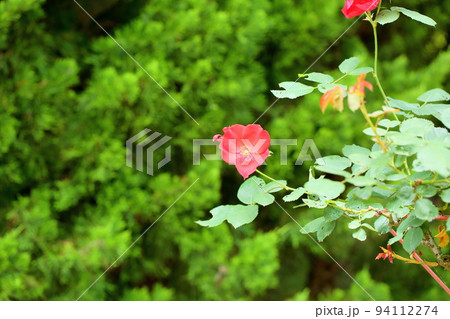バラの花 サラバンド バラの花 サラバンド 94112274