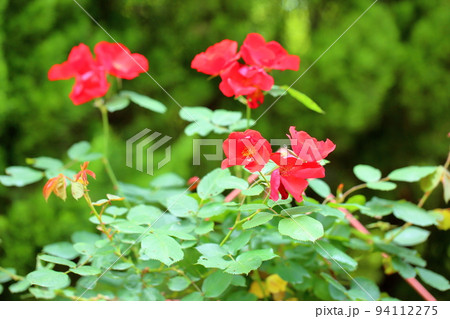 バラの花 サラバンド バラの花 サラバンド 94112275