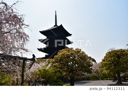 日本の京都府の京都市 春の東寺 満開の桜と国宝の五重塔 日本の京都府の京都市 春の東寺 満開の桜と国宝の五重塔 94112311