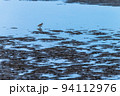 南さつま市吹上浜(1月)干潟で餌を探すチドリの仲間 94112976
