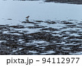 南さつま市吹上浜(1月)干潟で餌を探すチドリの仲間 94112977