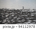 南さつま市吹上浜(1月)干潟で餌を探すチドリの仲間 94112978