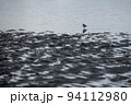 南さつま市吹上浜(1月)干潟で餌を探すチドリの仲間 94112980
