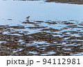 南さつま市吹上浜(1月)干潟で餌を探すチドリの仲間 94112981