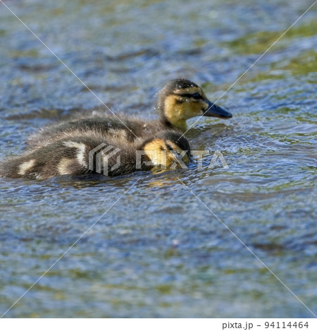 熱心に餌を取るカルガモの雛たち 94114464