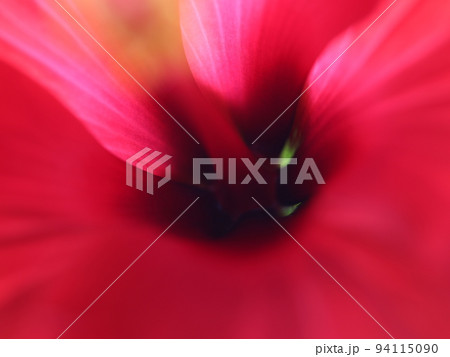 《花芯》ハイビスカスの花芯 94115090