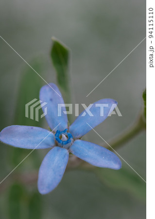 水色の星形の花　ルリトウワタ 94115110