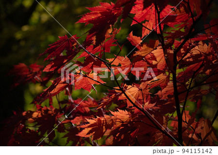 陽が当たる赤いモミジの葉 94115142