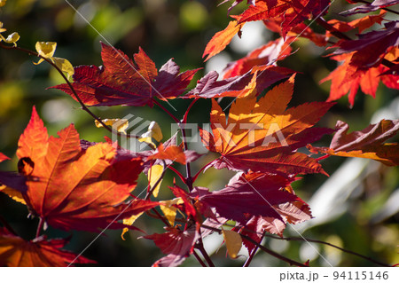 オレンジ色の秋のカエデの葉 94115146