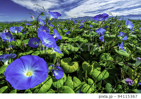 ヘブンルーブルー 94115367