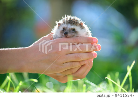 Human hands holding little african hedgehog pet outdoors on summer day. Keeping domestic animals and caring for pets concept. Human hands holding little african hedgehog pet outdoors on summer day. Keeping domestic animals and caring for pets concept. 94115547