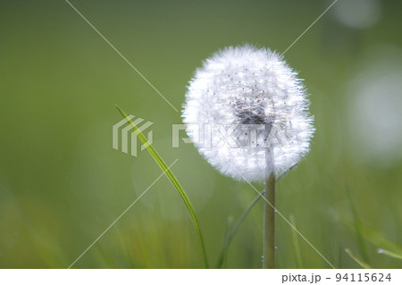 Closeup picture of beautiful overblown white puffy flower dandelion with tiny black seeds standing alone on high stem on blurred green bokeh background. Beauty and tenderness of nature concept. Closeup picture of beautiful overblown white puffy flower dandelion with tiny black seeds standing alone on high stem on blurred green bokeh background. Beauty and tenderness of nature concept. 94115624