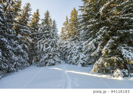 Tall fir- trees covered with thick snow under blue sky on sunny cold day. Christmas greeting card. Tall fir- trees covered with thick snow under blue sky on sunny cold day. Christmas greeting card. 94116183