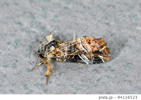 マダラツマキリヨトウ（北海道・層雲峡） 94116523