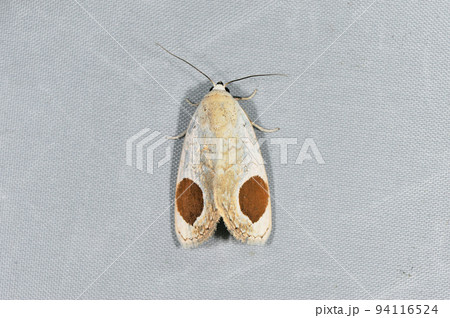 マルモンシロガ（北海道・知床） 94116524