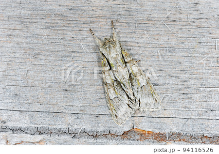 ミドリハガタヨトウ（北海道・知床） 94116526