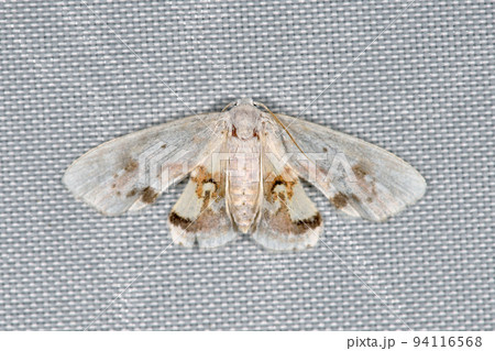 ベニエグリコヤガ(北海道・上川町) ベニエグリコヤガ(北海道・上川町) 94116568