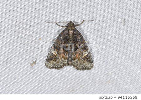 ベニモンヨトウ（北海道・知床） 94116569