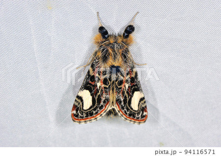 マイコトラガ(北海道・知床) マイコトラガ(北海道・知床) 94116571