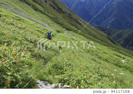 天空のお花畑 立山連峰 天空のお花畑 立山連峰 94117108