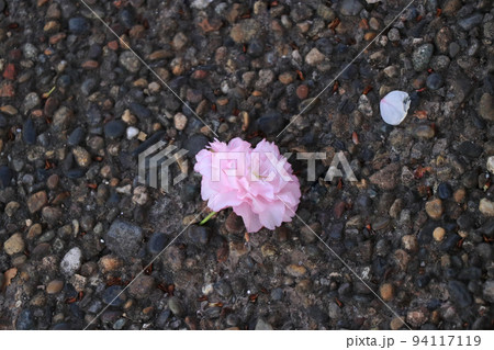 路上に落ちた桜の花 路上に落ちた桜の花 94117119