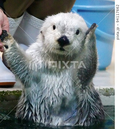「動物」ラッコ 水族館 「動物」ラッコ 水族館 94117662