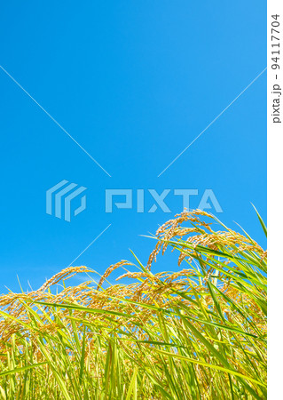 秋の稲 94117704