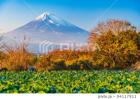 (静岡県)夕陽を浴びるキャベツ畑越しに富士山 (静岡県)夕陽を浴びるキャベツ畑越しに富士山 94117911
