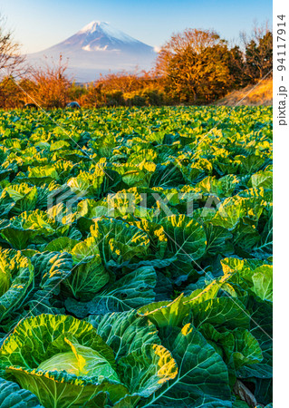 (静岡県)夕陽を浴びるキャベツ畑越しに富士山 (静岡県)夕陽を浴びるキャベツ畑越しに富士山 94117914