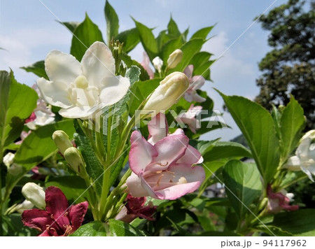 アジサイ科の落葉低木で 初夏に可愛い筒状ロウト形の花を咲かせます 94117962