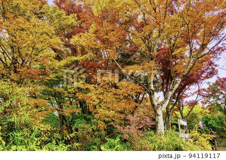 高尾山から小仏城山への登山道　もみじ台の紅葉 94119117