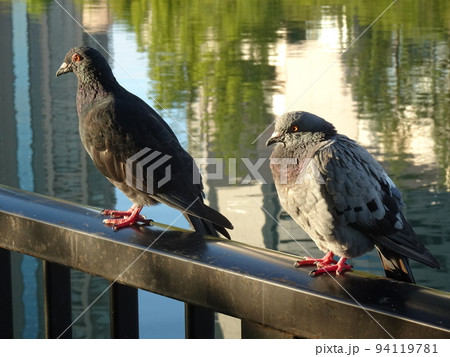 池の柵に止まる鳩 池の柵に止まる鳩 94119781