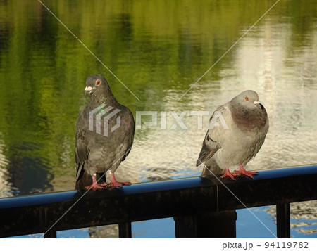 池にいる鳩 94119782