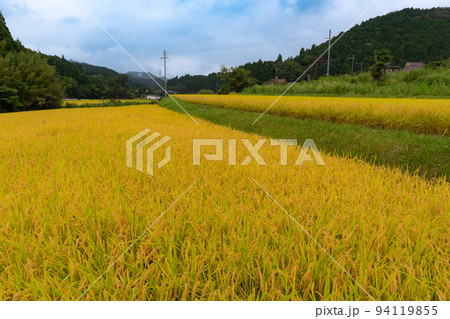 棚田の秋 和歌山県伊都郡かつらぎ町天野 棚田の秋 和歌山県伊都郡かつらぎ町天野 94119855