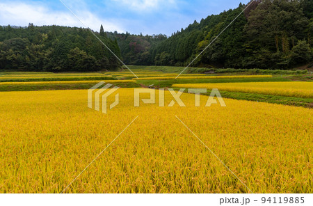 秋色の棚田の風景　和歌山県伊都郡かつらぎ町天野 94119885
