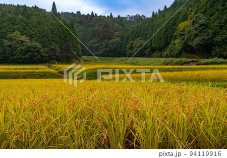 黄金色の棚田の風景　和歌山県伊都郡かつらぎ町天野 94119916