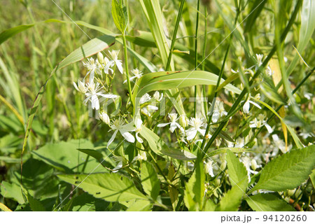 秋の山野草　センニンソウ 94120260