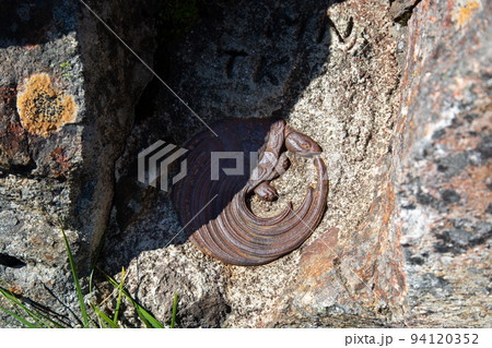 〔石川県／岐阜県・7月〕白山連峰　白山御前峰山頂の隠れアイテム　亀のレリーフ 94120352
