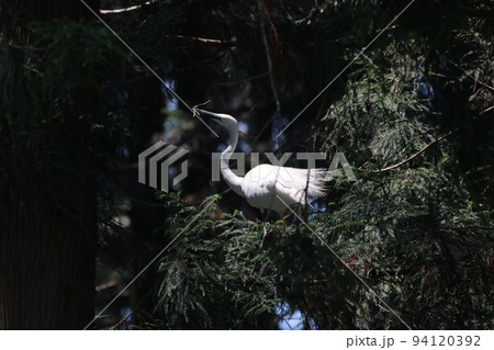 木立の中で巣材を咥え上の巣を見上げるダイサギ 木立の中で巣材を咥え上の巣を見上げるダイサギ 94120392