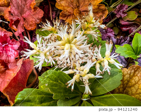 花壇の富貴草と色とりどりの葉 花壇の富貴草と色とりどりの葉 94121240
