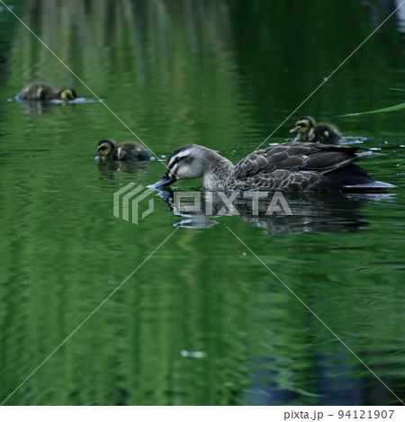 親子鴨水遊びと餌を探す 94121907