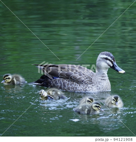 親子鴨水遊びと餌を探す 親子鴨水遊びと餌を探す 94121908