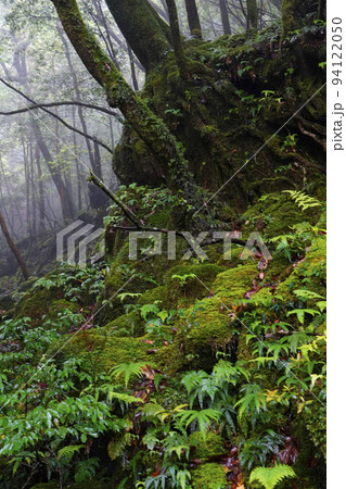 屋久島の森 94122050