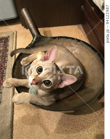 ねこ鍋 ねこ鍋 94122987