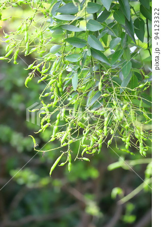 たくさんの実をつけた枝垂れ槐（シダレエンジュ）　 94123322