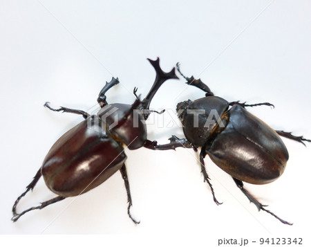 カブトムシ　夏休み　子供 94123342