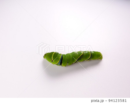 イモムシ 芋虫 幼虫 ナミアゲハ アゲハチョウ イモムシ 芋虫 幼虫 ナミアゲハ アゲハチョウ 94123581