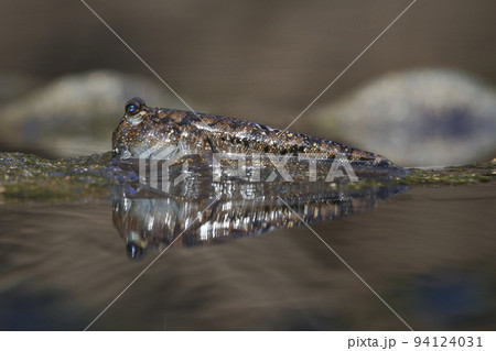 ミナミトビハゼ 94124031