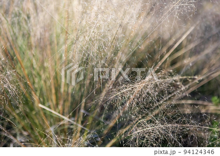 ネズミガヤの枯れた葉 94124346